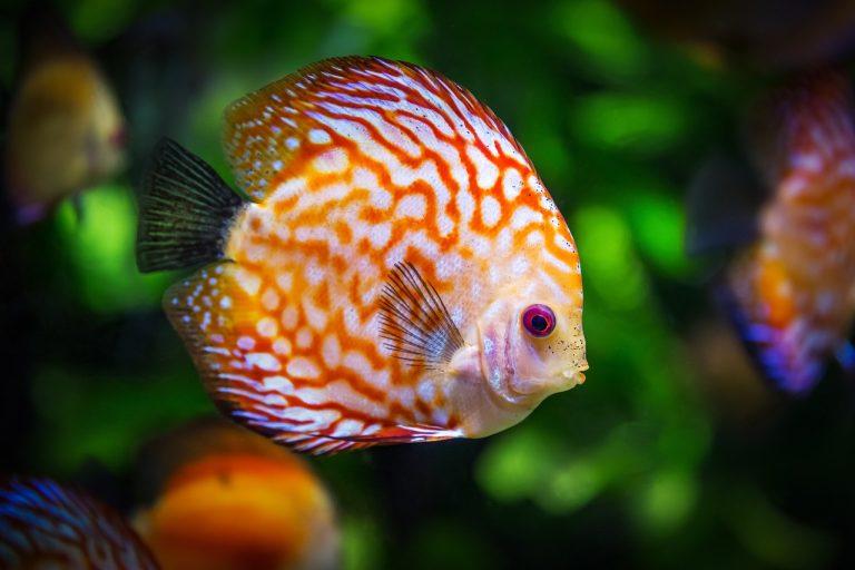 האקווריום של דוברובניק (AKVARIJ Dubrovnik Aquarium)